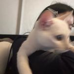 不听话的鱼子