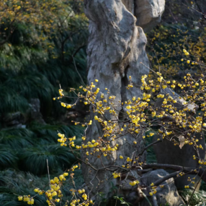 探访扬州史公祠