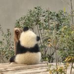 月落山肩
