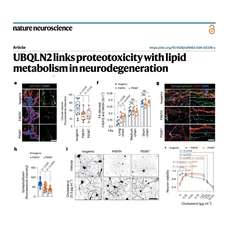 950-UBQLN2 Links Proteostasis in Neurodegeneration episode artwork