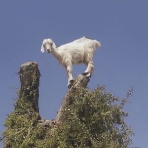podcaster-avatar