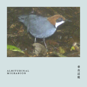 随便聊点鸟｜两个新描述鸟类物种 & 其中的争议