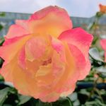 嗨皮_4ufk