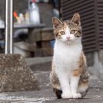 混血猫17