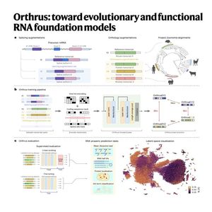 900-Orthrus:进化与功能指导下的RNA基础模型