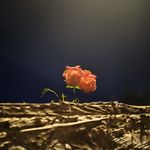 英国牛津夏夜的晚风，酒吧外热闹的氛围，连同我的声音一起，全都被录进这一支，我随身携带的mini麦克风里了。