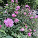 栗子花园