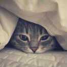 waii_MB15