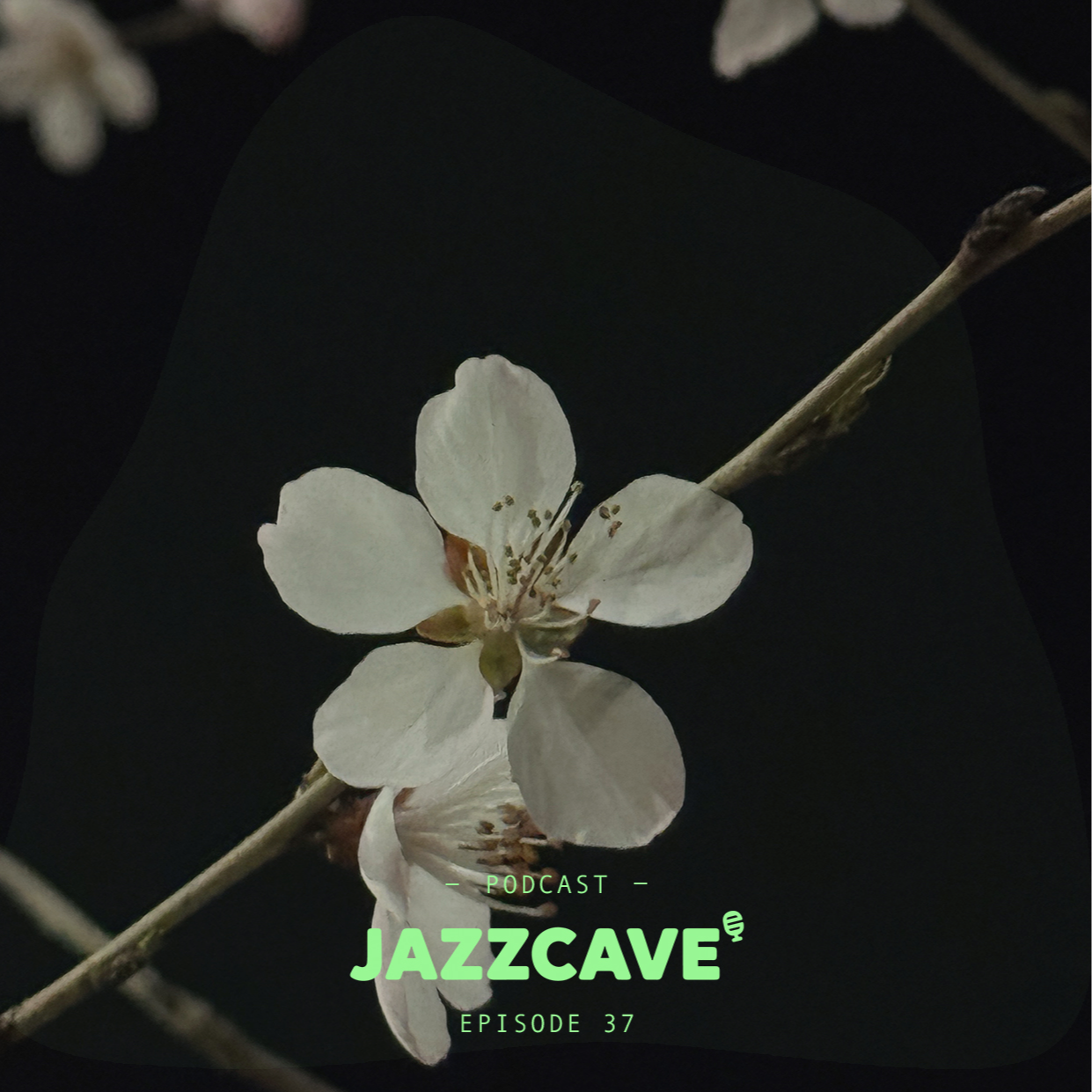 EP37. Spring Playlist - 不觉晓 春未眠 episode artwork