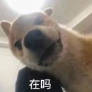 毫无态度不想打工只想脱贫