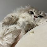 壳小鱼
