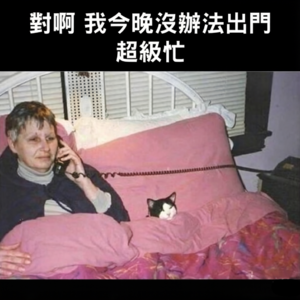 29-养猫前必听超全攻略！新手要想清楚的几件事 (｡・`ω´･)
