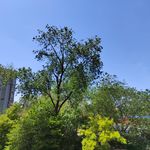 澜蓝28