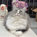 临风婀娜的小红桃