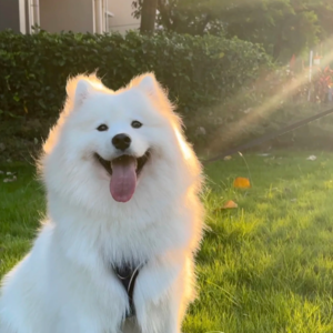 BBC｜一年370万起狗咬事件，印度5000万只流浪狗成“国事”