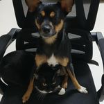 好好生活的南烛