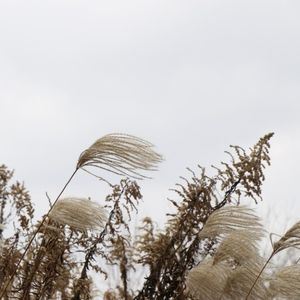 阿迪迪迪serenity