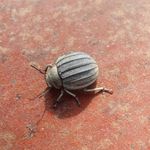 赫拉克罗斯_BIRe