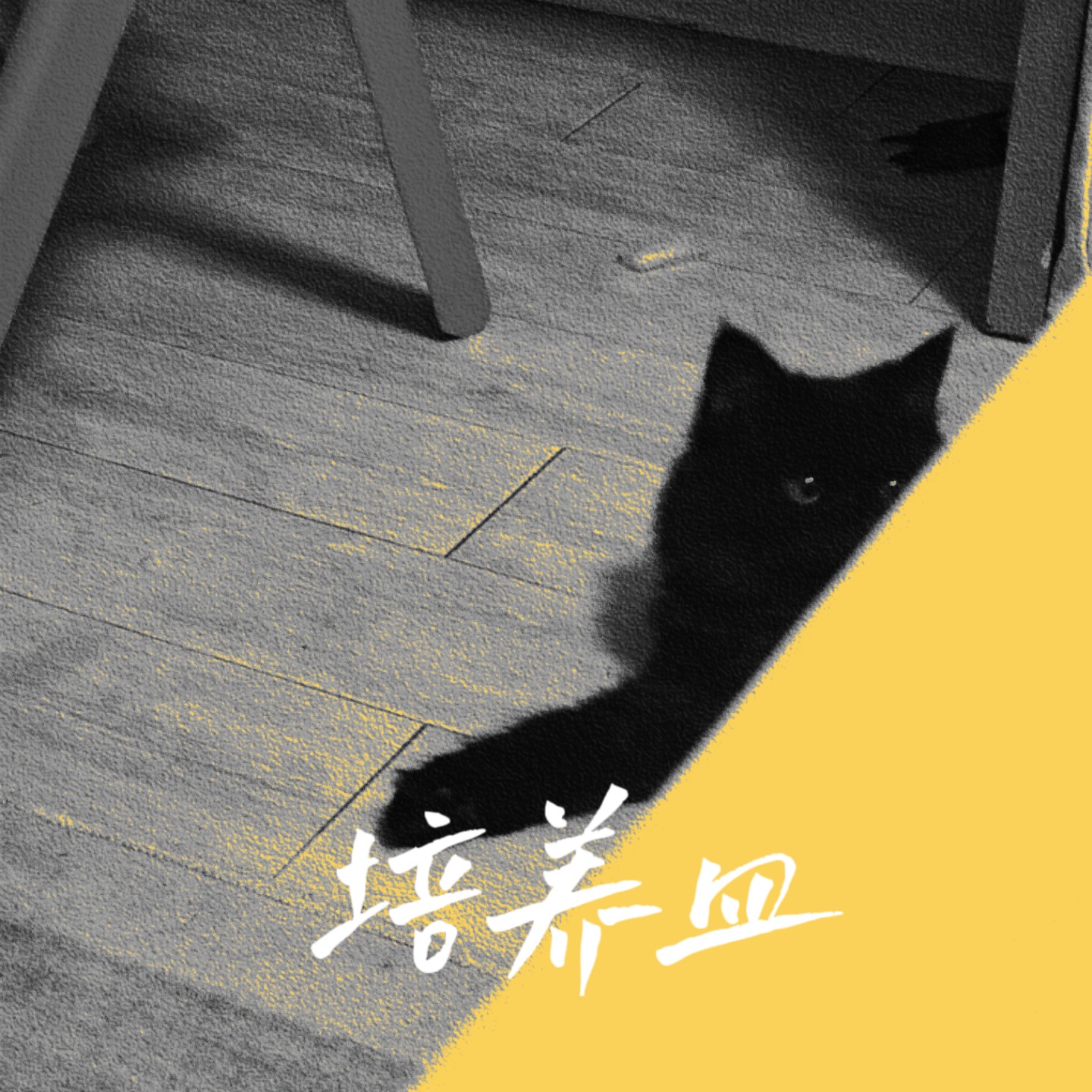 培养皿
