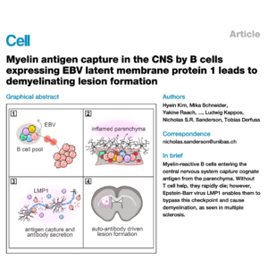 457-Myelin-Reactive B Cells to Drive Demyelination