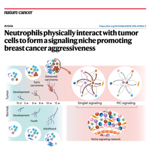 671-中性粒细胞与乳腺癌细胞的物理互作及成瘤机制