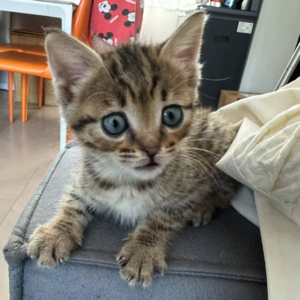 救援 | 如何救出一只被困在墙里的小猫？