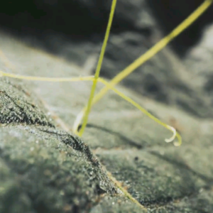 BBC Earth｜雨林中的阳光争夺战