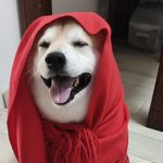 来福是个宝宝