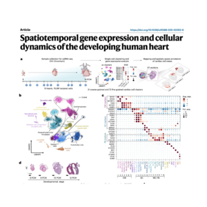 242-Spatiotemporal Atlas of Early Human Heart Development