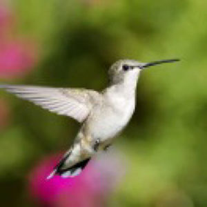 思吴江歌 西晋/张翰