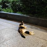 葱花FM