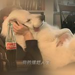 一直骑着拖拉机的niu