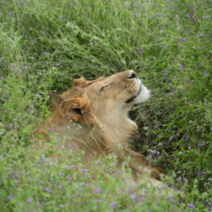 Vol.1｜非洲｜坦桑尼亚｜塞伦盖蒂狮子的微笑好像治愈了我