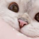 豆富发