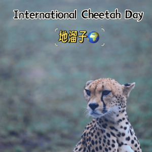 Special|Cheetah Day,聊聊优雅的“社恐”猎豹