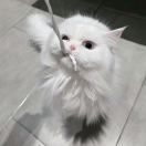 美味猫宝yuxuan