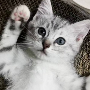 03【猫猫】说一说冬日里满满幸福感的小事儿