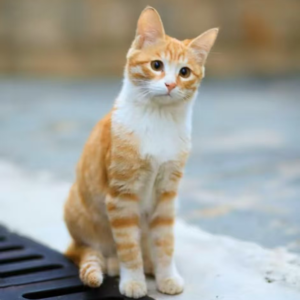 剧组碾死猫咪后:自认满分的声明为何激怒全网?