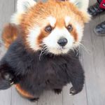买颗卢汉