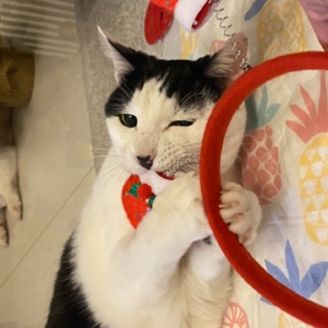 EP.27 |养猫不得不说的几件事(下)