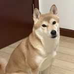 言言yanyanyan