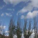 阿尔萨斯的选择