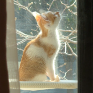 猫咪有多治愈？让30+独居女生把养猫当成轻量化养娃 F2-8