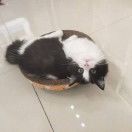 青雨烟扬