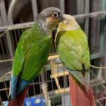 小野猪妈妈