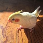 birdpeople