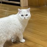 这里是香果果