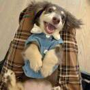 dooooooooogy