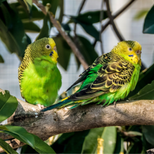 《聊斋》Vol.33《阿宝》+《阿宝附则》：人生自是有情痴，那你别做鹦鹉啦