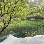 西伯利亚的小树